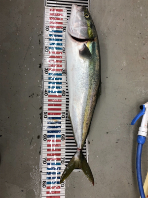 サビキからのノマセ