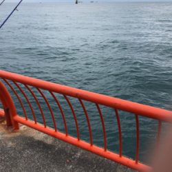 久々にホームグランドでノマセ釣り