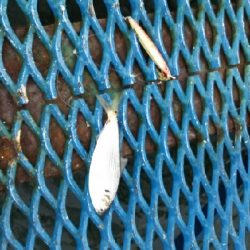 ジグでコノシロ4.5.6.7.8.9.10.11