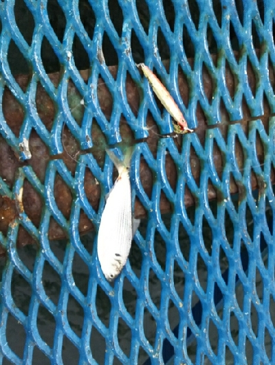 ジグでコノシロ4.5.6.7.8.9.10.11