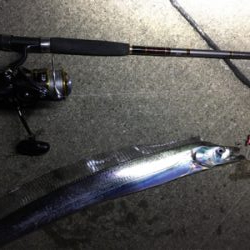 タダ巻きタチウオ