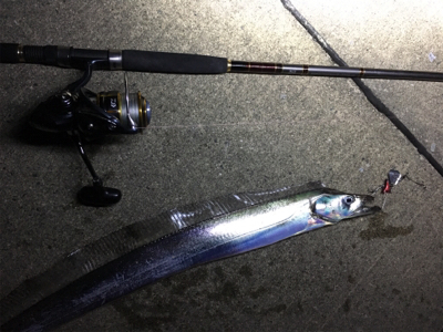 タダ巻きタチウオ