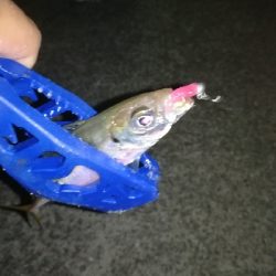 ナイトアジング