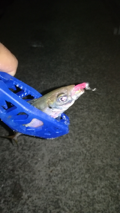 ナイトアジング