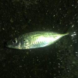 ナイトアジング