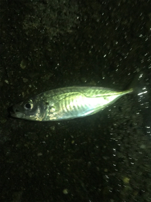 ナイトアジング