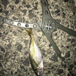 ナイトアジング