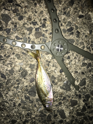 ナイトアジング