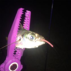 大阪湾奥アジング ビッグゲスト