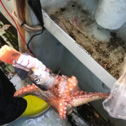 明石  タコ  西海丸