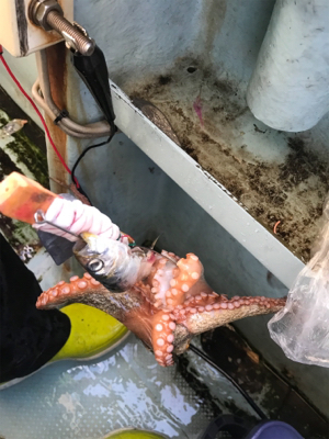 明石  タコ  西海丸