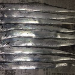 弁天町で太刀魚 今日はシブかった