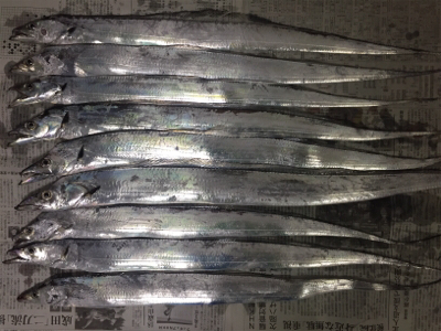 弁天町で太刀魚 今日はシブかった