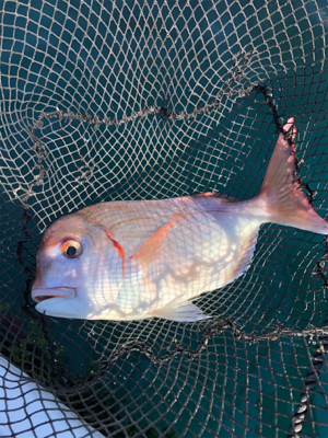 そこそこの釣果