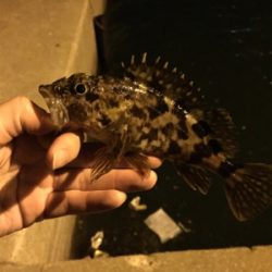 夕方からのライトゲーム釣行