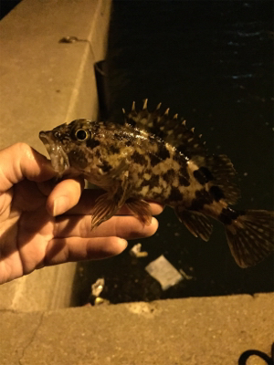 夕方からのライトゲーム釣行