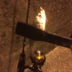 メバリング断念