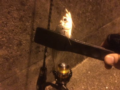 メバリング断念