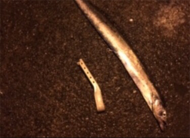 ちょい投げ釣行