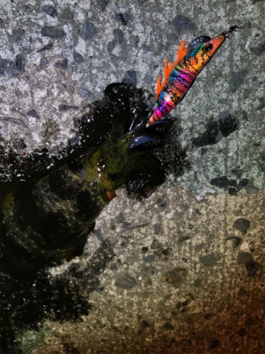 御所浦島にてエギング