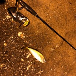 ナイトアジング