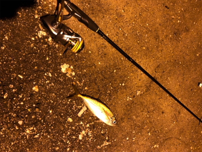 ナイトアジング