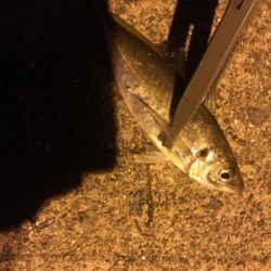 ナイトアジング