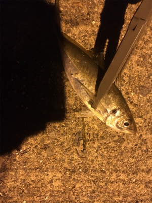 ナイトアジング