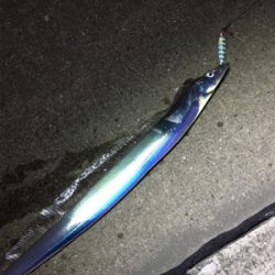 昼からタチウオ