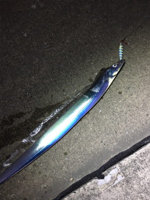 昼からタチウオ