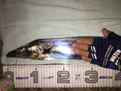 待望のドラゴン!