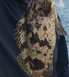 ハマチナブラ&ネギョ