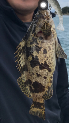 ハマチナブラ&ネギョ