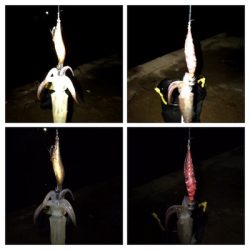 久しぶりのアジング(^。^)