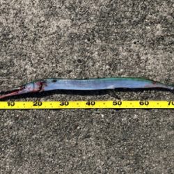 マリンピア沖洲でジギング