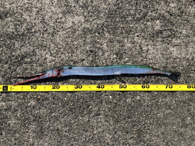 マリンピア沖洲でジギング