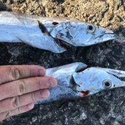 釣れるうちにタチウオ