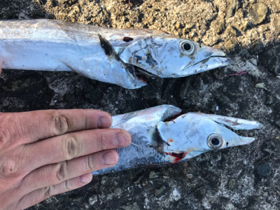 釣れるうちにタチウオ