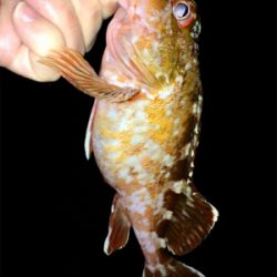 カサゴング1800〜1925