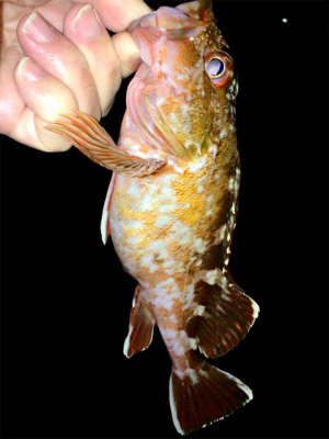 カサゴング1800〜1925