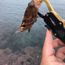 お試しテキサスリグ