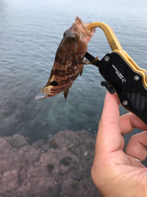 お試しテキサスリグ