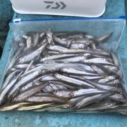 鮎川湖初釣行！