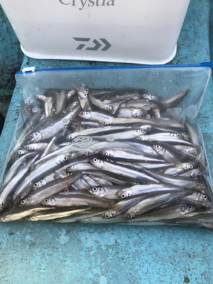 鮎川湖初釣行！