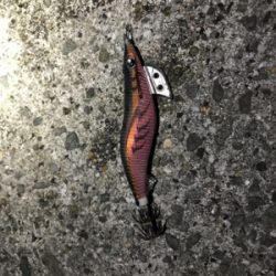 タチウオ釣れないのでエギング