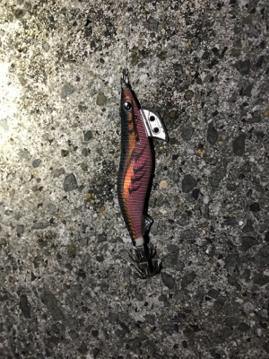 タチウオ釣れないのでエギング