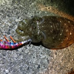 ライトボトムゲームin御所浦