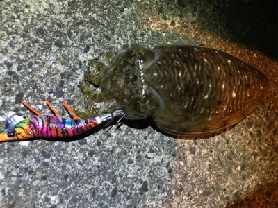 ライトボトムゲームin御所浦