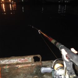 アジのちタチウオ