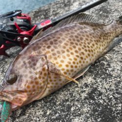 オカッパリハツブリ(釣行 其の参拾)